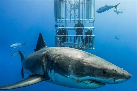 10 great white shark facts - Nautilus Adventures