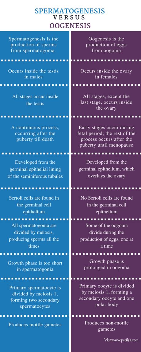 Difference Between Spermatogenesis and Oogenesis | Definition, Characteristics, Function