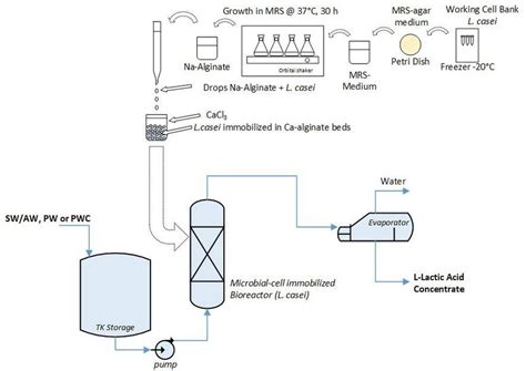 Lactic acid production scheme from SW/AW, PW, or PWC by (A) submerged... | Download Scientific ...