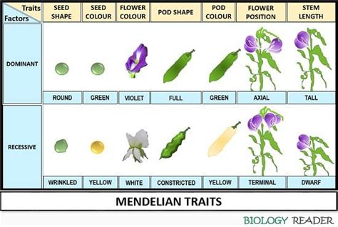 What is Mendelian Inheritance? Definition, Traits & Laws - Biology Reader