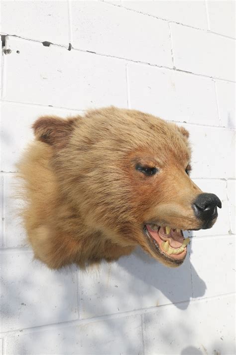 Grizzly Bear Head Mount – P&D International Furtraders