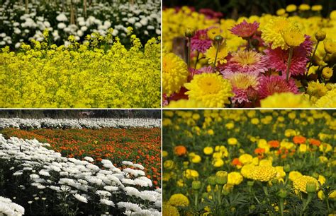 The Valley of Flowers: Khirai, Panskura, West Bengal