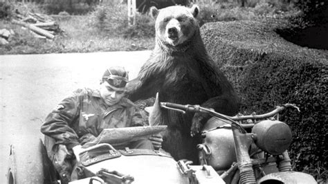 The Story of Wojtek, the Soldier Bear, who helped to Win the Battle of the Mountain Fortress at ...