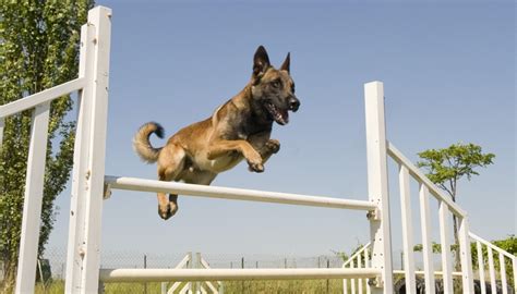 30 Best Agility Dogs That Are Easiest to Train for Agility Competitions