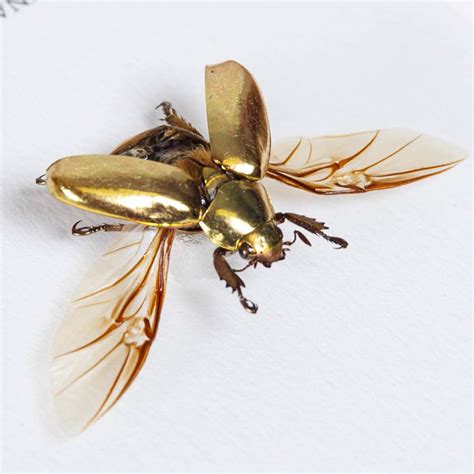 Golden Scarab Beetle With Wings Spread In Box Frame (Chrysina resplendens)