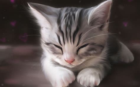 Sleeping Cat Wallpapers - Top Free Sleeping Cat Backgrounds ...