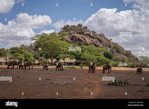 African bush elephant herd outside safari lodge Stock Photo - Alamy