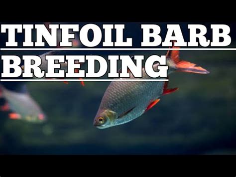 Tinfoil barb breeding | Tin foil barb fish breeding | Tinfoil barb fish . - YouTube