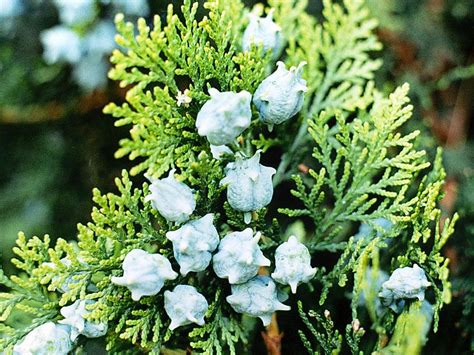 Arborvitae | plant | Britannica.com