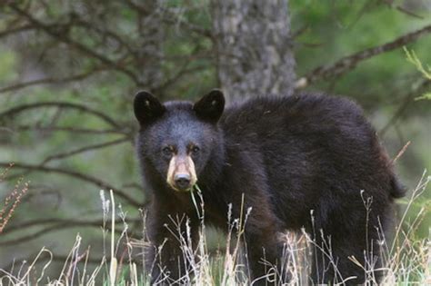 New Jersey's annual bear hunt starts Monday