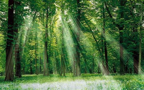 green, Nature, Trees, Forests, Grass, Outdoors, Sunlight Wallpapers HD / Desktop and Mobile ...