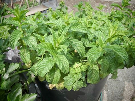 Growing Spearmint | ThriftyFun