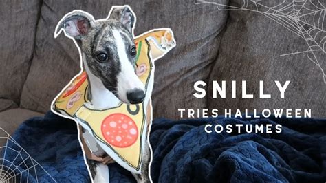 Our Whippet Puppy Tries Halloween Costumes - YouTube