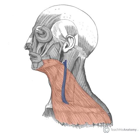 Prevertebral Fascia