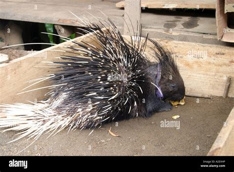 A captive Old World Porcupine Stock Photo - Alamy