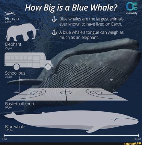 Blue Whale Size Comparison / Comparison Of The Biggest Animals In Ocean - Business Insider / I ...