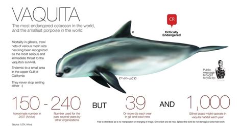 ABOUT THE VAQUITA – VAQUITACPR