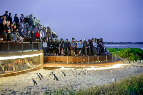 Phillip Island Nature Parks Tickets: Penguin Parade, Churchill Island & Koala Conservation ...