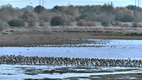 Mass migration of the Golden plover.(Pluvialis Apricaria ) UK. - YouTube