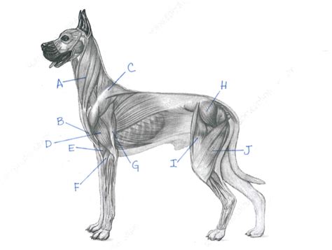 Dog Muscular System Diagram | Quizlet