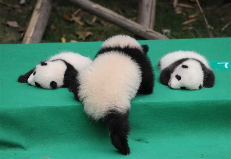 10 Giant Panda Cubs Just Made Their Debut At The Same Time. This Is Not ...