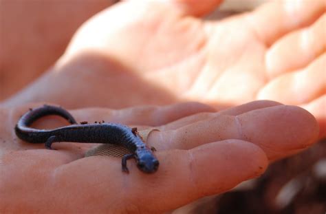 virginiaisforlykoshes: Skink or Salamander