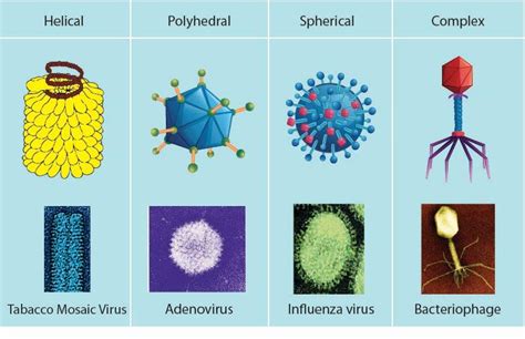 Describe the types of viruses on the type of the host cell and give ...