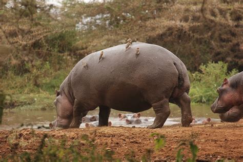 Neil's Daily Bird: 163 : Red-billed Oxpecker