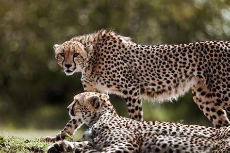 Kuno: Cheetahs released in the wild kill their first prey within 24 hours