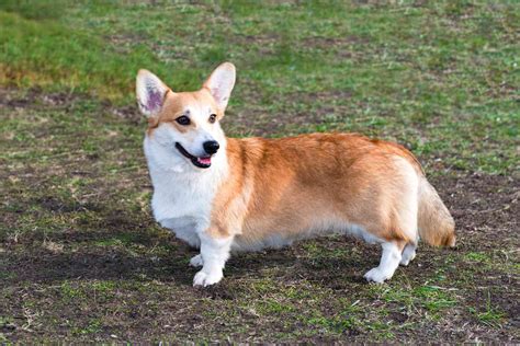 Do Corgis Have Tails? | The Corgi Guru