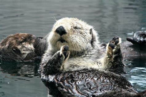 Photos: Sea otters napping at Seattle Aquarium | KOMO