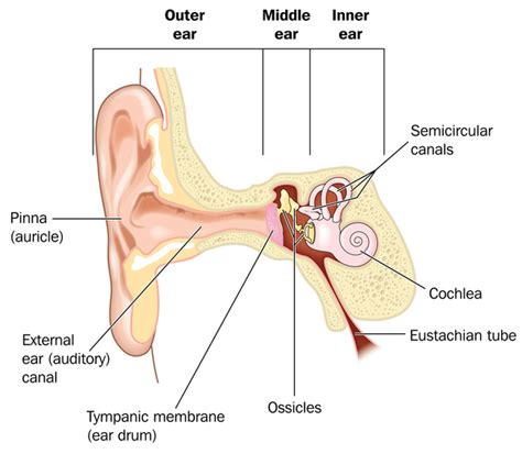 Bartter syndrome: MedlinePlus Genetics