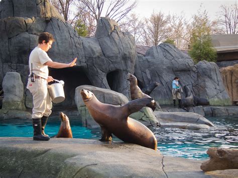Feeding sea lion – Dangerous Intersection