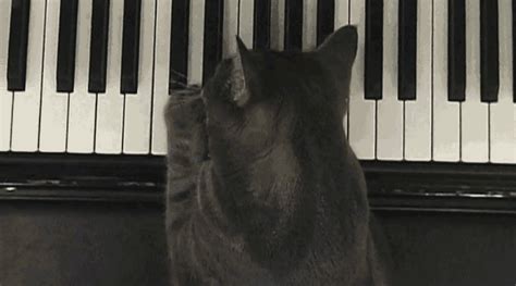 University of California Research — Piano playing cats An Animal Planet segment...