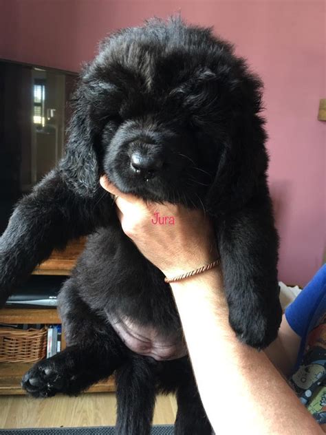 Black Newfoundland puppies now ready for viewing | in Biggar, South ...