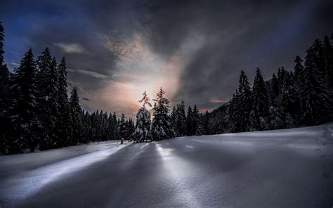 Download Sky Night Tree Forest Nature Winter HD Wallpaper