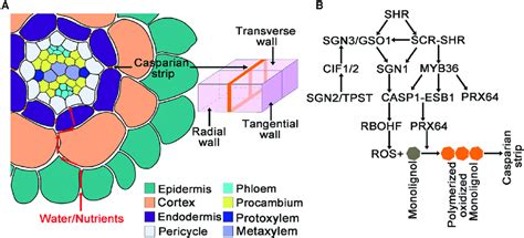 RLK-Mediated Signaling in Casparian Strip Formation. (A) A portion of a ...