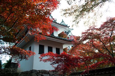 Gujo Hachiman Castle In All Its Autumn Splendour