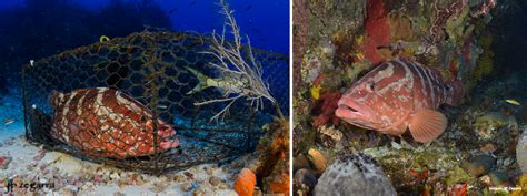 A New Approach to Monitor Nassau Grouper Spawning in Puerto Rico - SECOORA