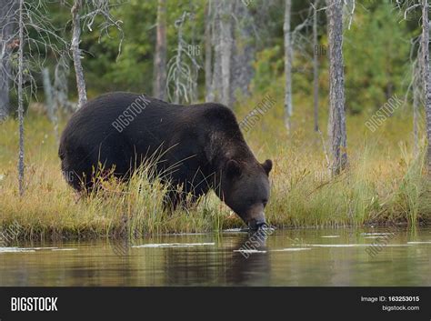 Brown Bear Drinking Water Pond. Image & Photo | Bigstock