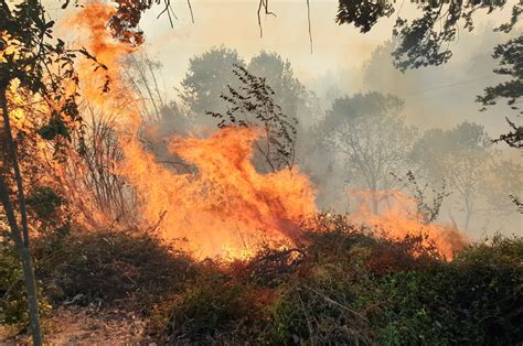 Forest fires damage 4,298 hectares of land this year in Turkey | Daily ...