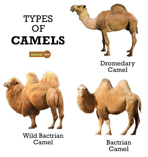 Camel Facts, Types, Diet, Reproduction,, Pictures | Camel, Camels animal, Alpaca facts