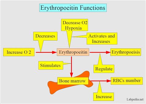 Erythropoietin Hormone (EP) - Labpedia.net