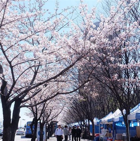 Top 5 cherry blossom festivals in South Korea in 2017 | Cherry blossom ...