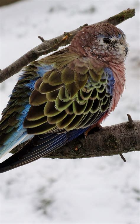 Bourke's Parakeet Care & Info | A Colorful, Timid Beauty - Psittacology