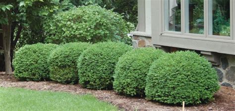 Green Velvet Boxwood - Buxus Green Velvet - Courville Nurseries