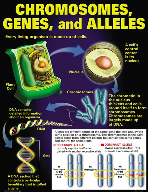 DNA and Heredity Teaching Poster Set | McDonald | 9781937664275