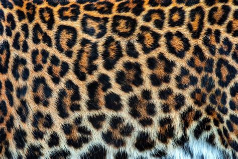 Real lion skin texture | Skin textures, Leopard wall, Texture images