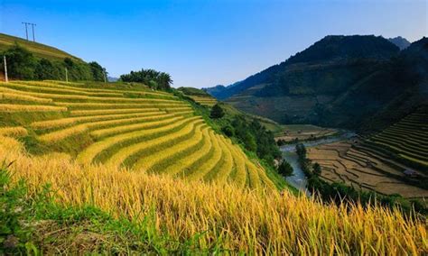 11 Beautiful Rice Fields in Vietnam to Get Nice Pictures