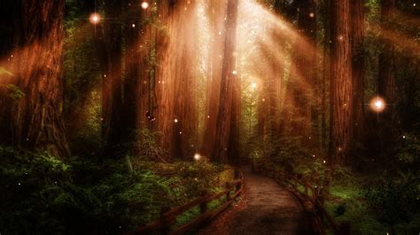 Stunning Forest Path wallpaper | 1920x1080 | #22430